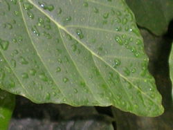 Gotas de rocío