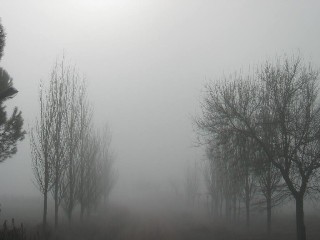 Niebla por radiación